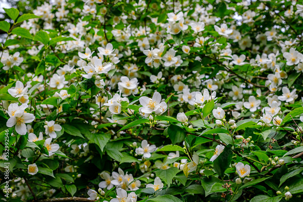 Garden Jasmine arch alley with white flowers. Philadelphus incanus (hairy mock orange ) blossom in german park Garden Jasmine arch alley with white flowers. Philadelphus incanus (hairy mock orange ) blossom in german park