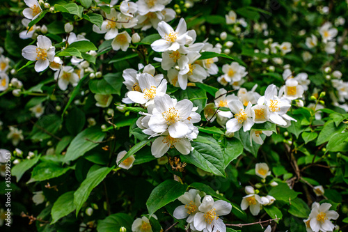 Fototapeta Naklejka Na Ścianę i Meble -  Garden Jasmine arch alley with white flowers. Philadelphus incanus (hairy mock orange ) blossom in german park