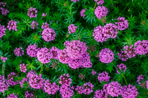 Pink small flowers of Phuopsis stylosa or Caucasian crosswort or creeping crosswort or phuopsis  sweet woodruff photo