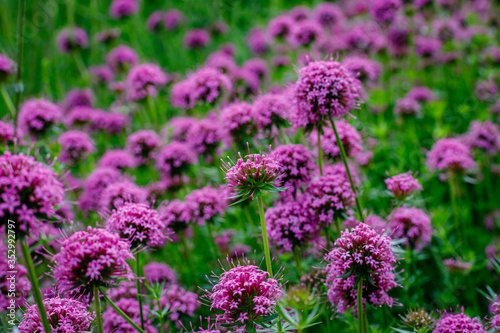 Pink small flowers of Phuopsis stylosa or Caucasian crosswort or creeping crosswort or phuopsis  sweet woodruff photo