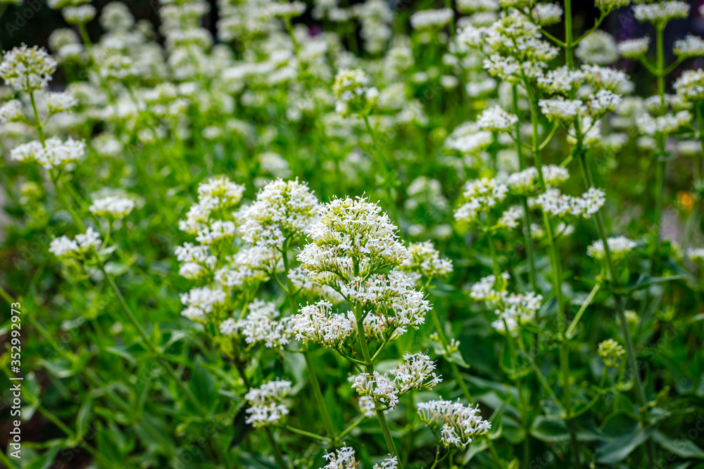 Centranthus ruber 'Albus' red valerian (white form) flowers in herb garden. Flowering valerian plant in meadow.