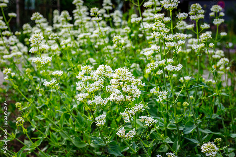 Centranthus ruber 'Albus' red valerian (white form) flowers in herb garden. Flowering valerian plant in meadow. Centranthus ruber 'Albus' red valerian (white form) flowers in herb garden. Flowering valerian plant in meadow.