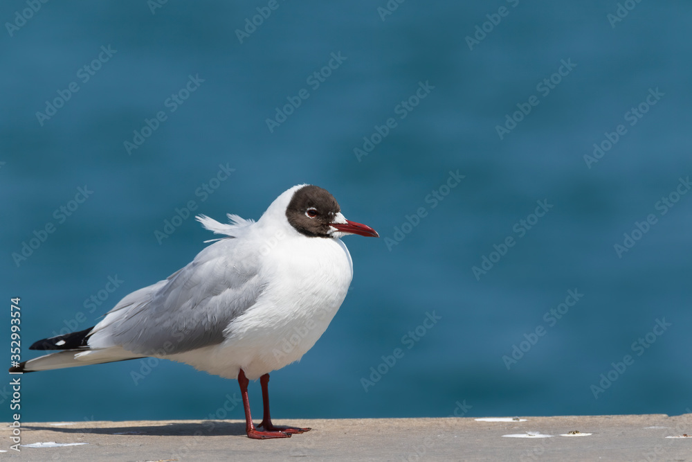 Black-headed Gull - Chroicocephalus Ridibundus . Close up view of white seagull in front of blue background. Black-headed Gull - Chroicocephalus Ridibundus . Close up view of white seagull in front of blue background.