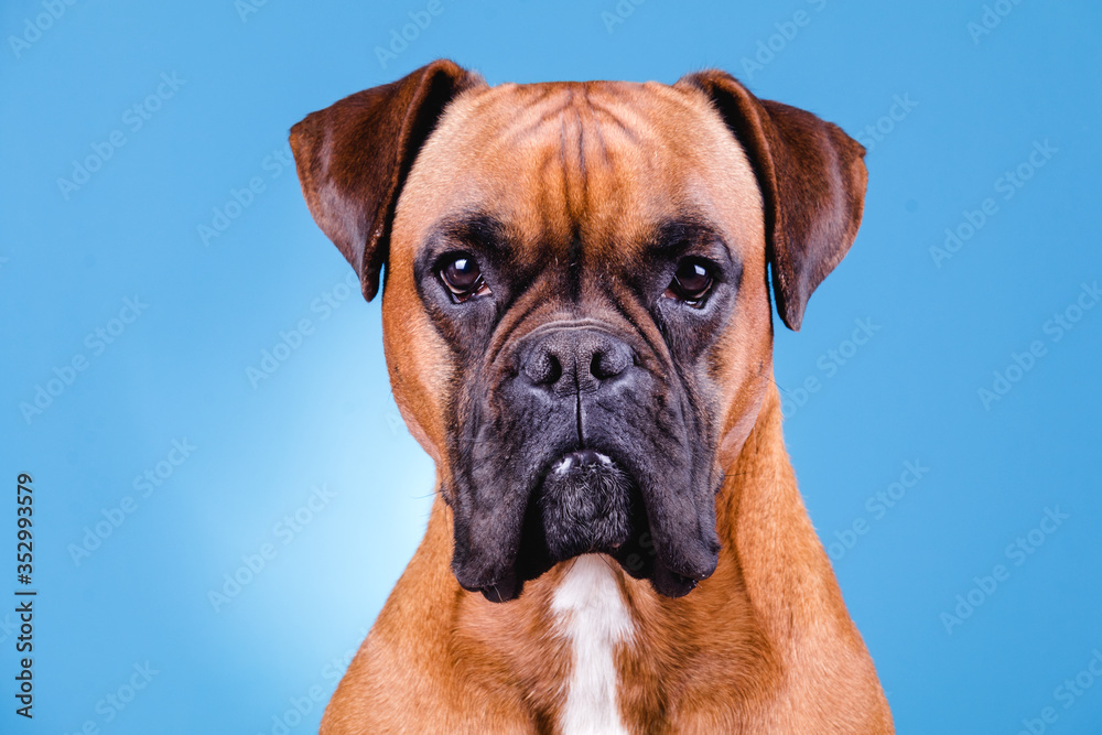 Boxer dog in the photo studio on blue background Boxer dog in the photo studio on blue background