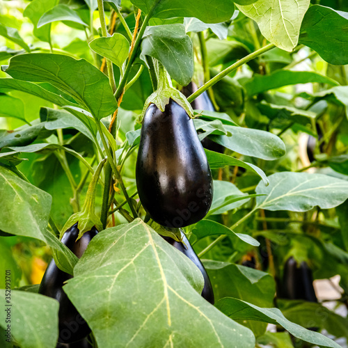 Black eggplant plants in greenhouse with high technology farming. Agricultural Greenhouse with automatic irrigation watering system.