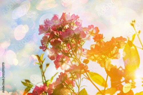 Blurred background flowers- bokeh  abstract. Soft lights pattern- summer plant
