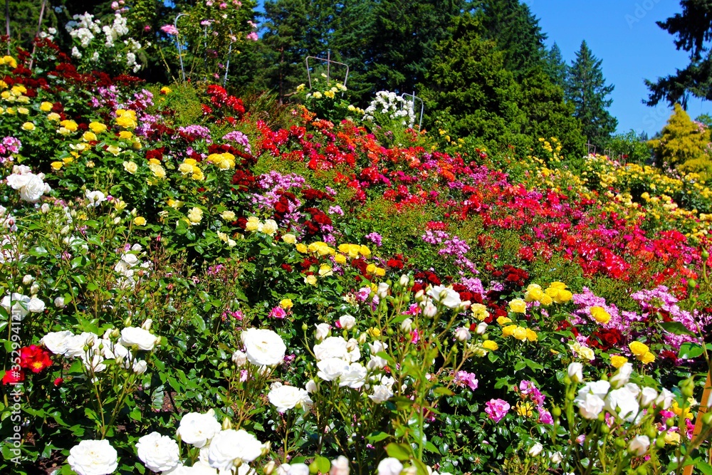 Rode garden in Portland, OR