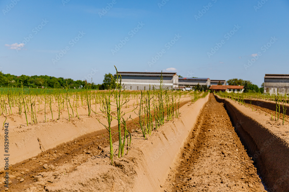 Green asparagus plant in garden bed. Agricultural field with green young asparagus sprouts on sandy soil, close up. Gardening  background, close up