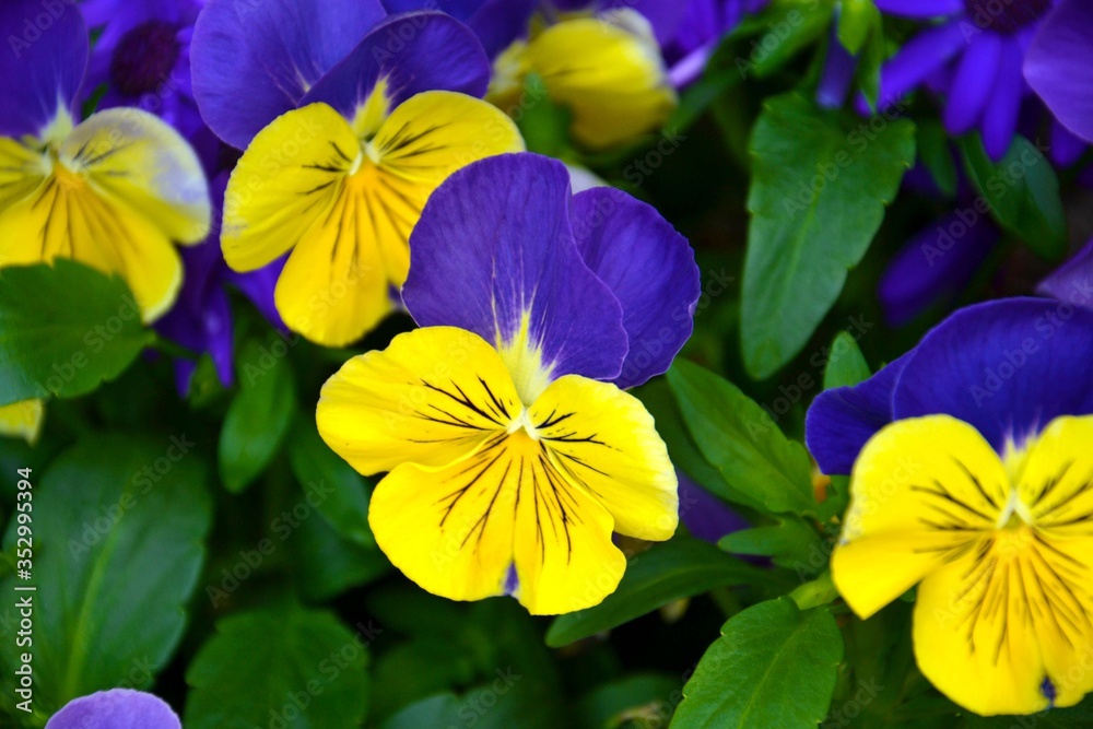 Naklejka premium Flowers in the garden 