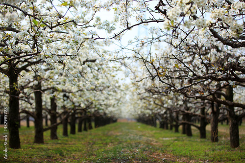 Pear trees blossom in spring