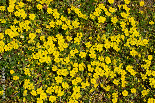 Tableau sur toile Yellow flowers of creeping cinquefoil as floral background, Potentilla reptans o