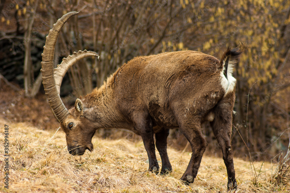 close up of a wild goat close up of a wild goat