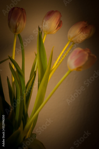 Fototapeta Naklejka Na Ścianę i Meble -  red and yellow tulips