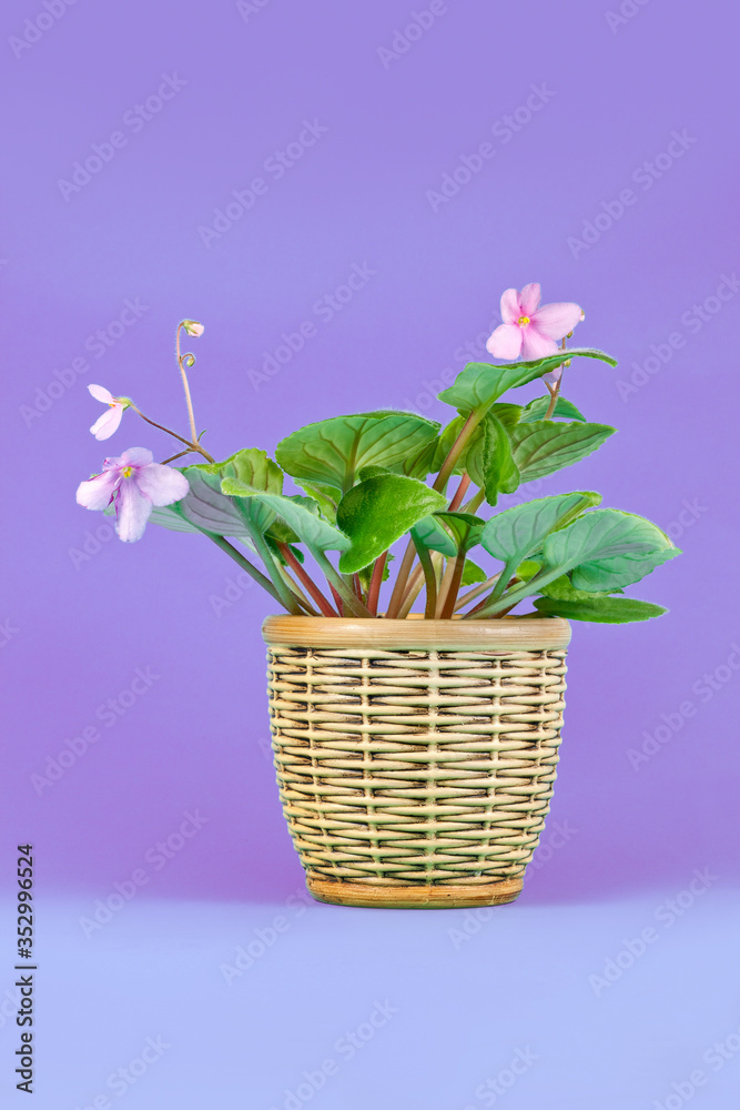 Potted pink African Violet (Saintpaulia) house plant with pink flowers on a purple background.