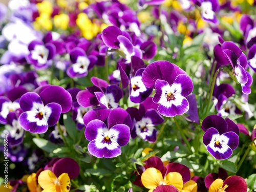 colorful spring flowers