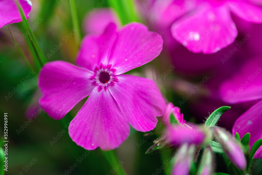 Macro photo of blooming flowers of pink carnation growing in green grass outdoors in spring time. Macro photo of blooming flowers of pink carnation growing in green grass outdoors in spring time.