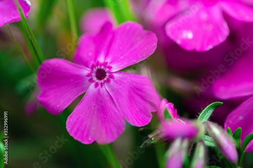 Macro photo of blooming flowers of pink carnation growing in green grass outdoors in spring time.