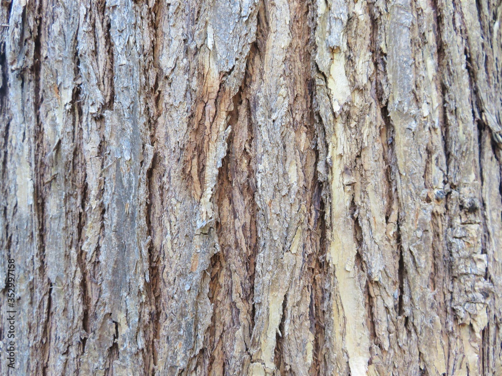 tree bark texture