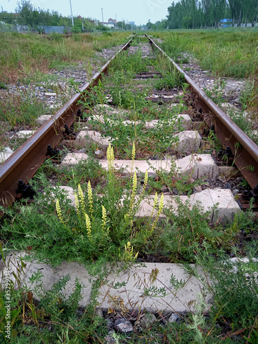 Railway tracks overgrown with wild yellow flowers and green grass. Rails going to the horizon. Spring day.
