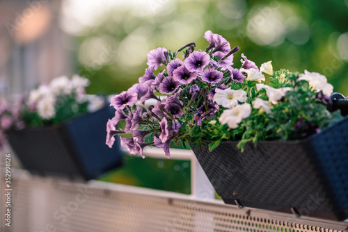 Beautiful Closeup of flower of a growing and climbing spring pea on a balcony in the sun light. Self made by a home gardener.