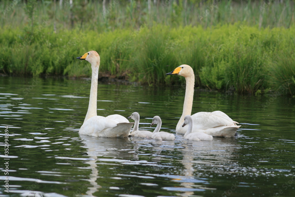 Whooper swan (Cygnus cygnus), also known as the common swan captured in the North of Belarus Whooper swan (Cygnus cygnus), also known as the common swan captured in the North of Belarus