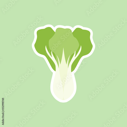 bok choi, also pak-choi cabbage vector illustration in cartoon flat style isolated on color background. Chinese kale