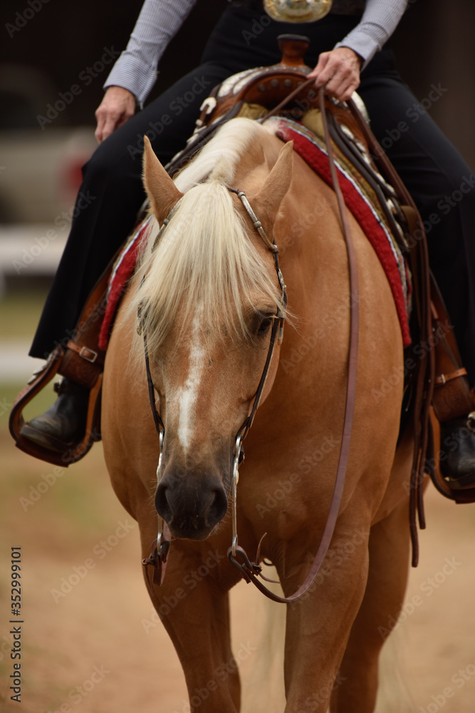 Obraz premium Summer western horse show