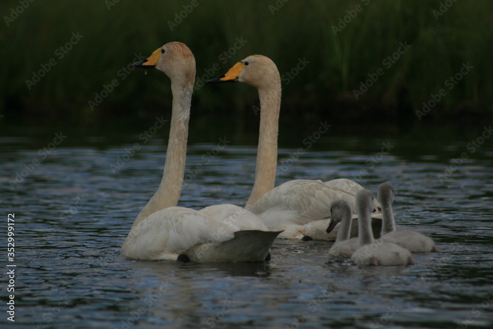 Whooper swan (Cygnus cygnus), also known as the common swan captured in the North of Belarus