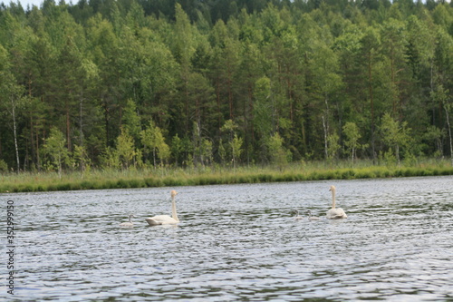 Whooper swan (Cygnus cygnus), also known as the common swan captured in the North of Belarus © adventure