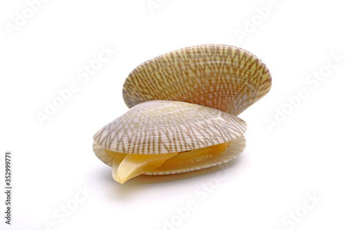 Seafood : Fresh Baby clam shell isolated on white background.