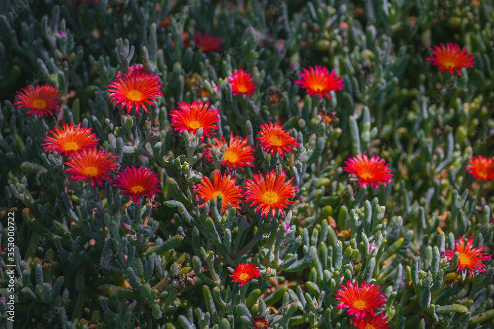 Floral background. Succulent plant with beautiful red flowers. Red Lampranthus, Trailing Ice plant in bloom.