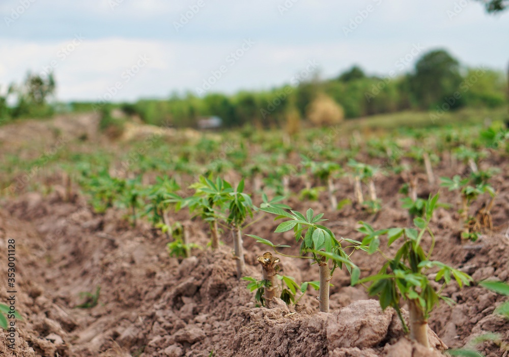 Cassava planting area of ​​Thai farmers in rural areas. Thai farmers earn income from tapioca cultivation during the beginning of the rainy season. Sustainable agriculture