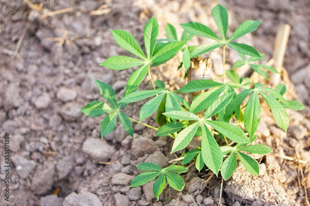 Cassava planting area of Thai farmers in rural areas. Thai farmers earn income from tapioca cultivation during the beginning of the rainy season. Sustainable agriculture Cassava planting area of Thai farmers in rural areas. Thai farmers earn income from tapioca cultivation during the beginning of the rainy season. Sustainable agriculture