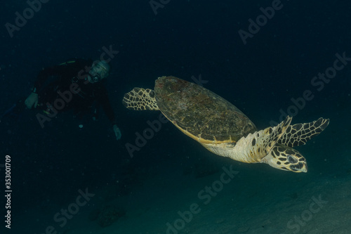 Hawksbill sea turtle in the Red Sea, dahab, blue lagoon sinai 