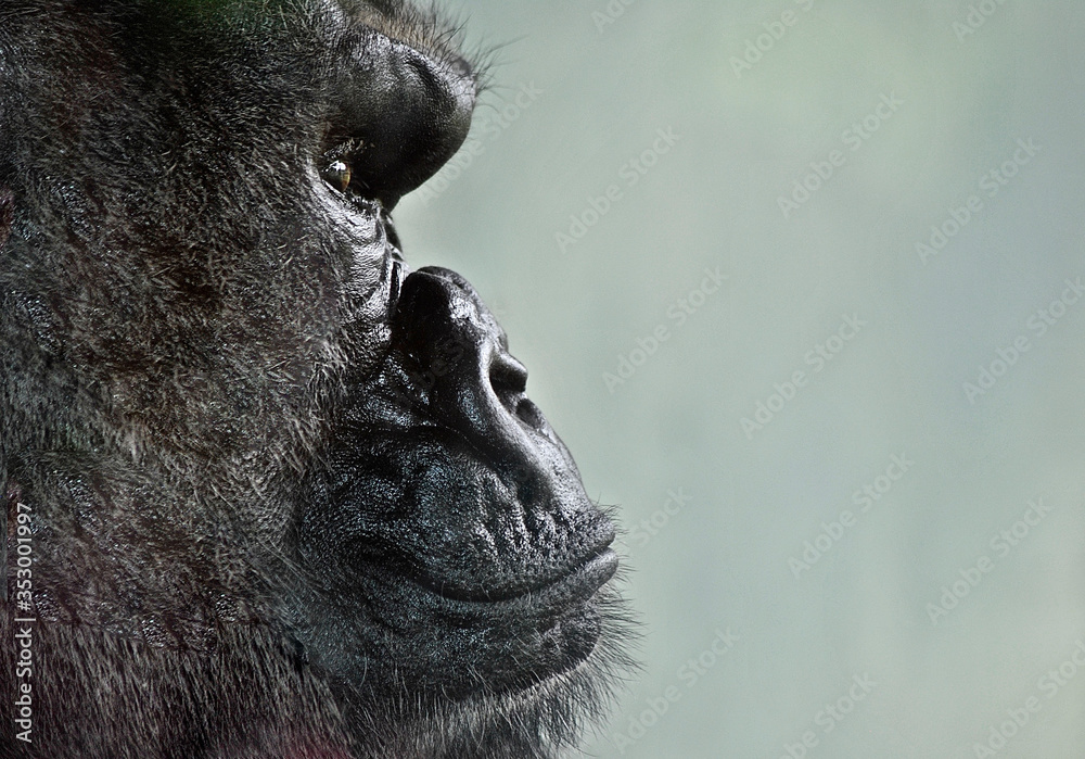 Obraz premium Gorilla