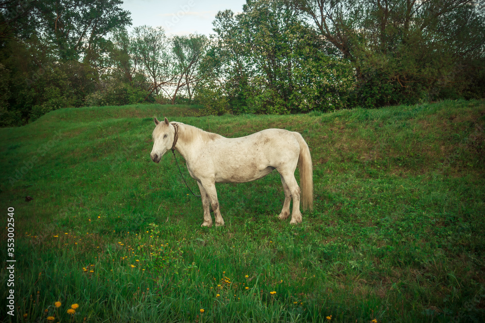 Fototapeta premium a white horse grazes on a green meadow
