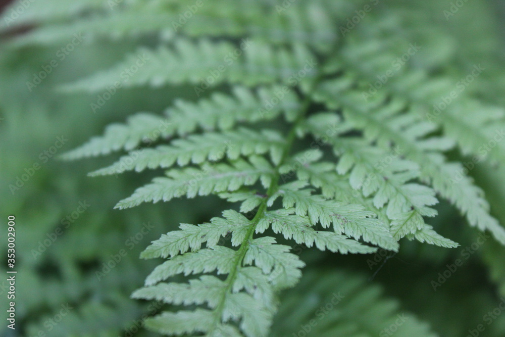 Green fern close up Green fern close up
