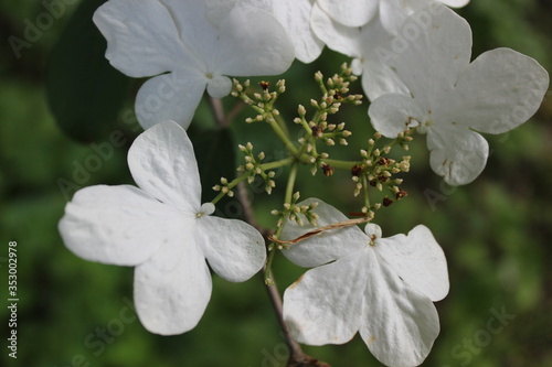 Soft white flowers in the evening sun