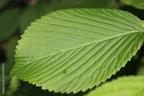 close up of green leaf