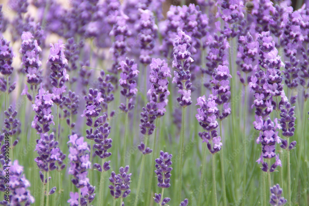 Naklejka premium Blossom of Lavender, Lavandula angustifolia, Lavandula officinalis 