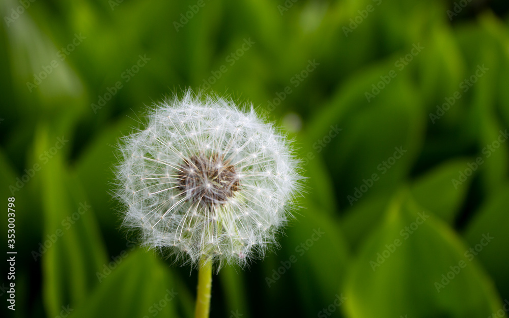 Dandelion seeds in the morning sunlight blowing away across a fresh green background Dandelion seeds in the morning sunlight blowing away across a fresh green background