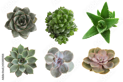 Collage with different succulents on white background, top view photo