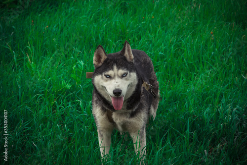 Siberian husky dogs on a walk in the countryside in summer.Jolly Siberian husky