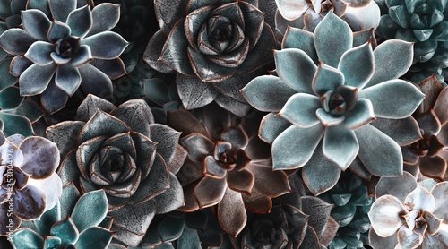 Many beautiful succulent plants as background, top view. Banner design photo