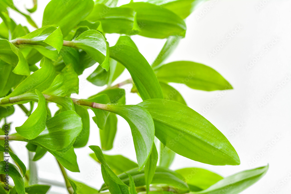 Fototapeta premium Zamknij się tradescantia roślin na białym tle z miejsca na kopię