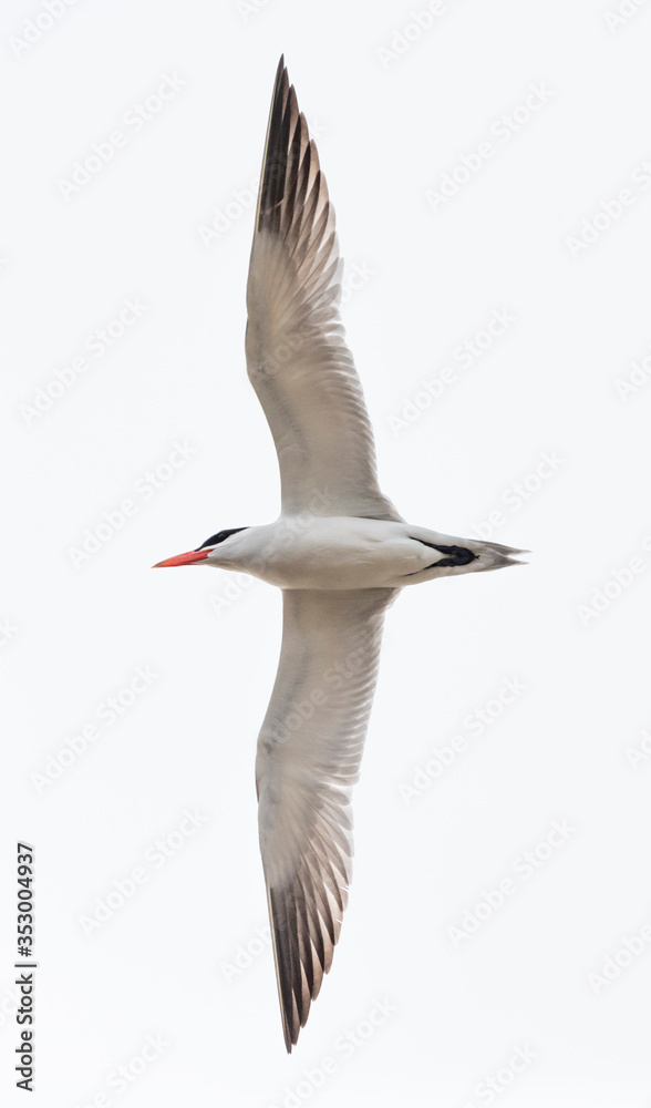 Fototapeta premium flying Caspian tern