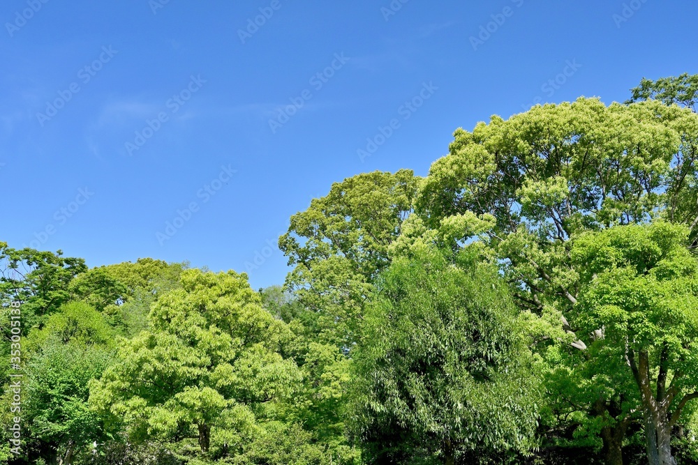 青空バックに新緑のクスノキの森の情景