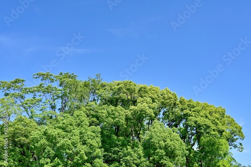 青空バックに新緑のクスノキの森の情景 © Scott Mirror