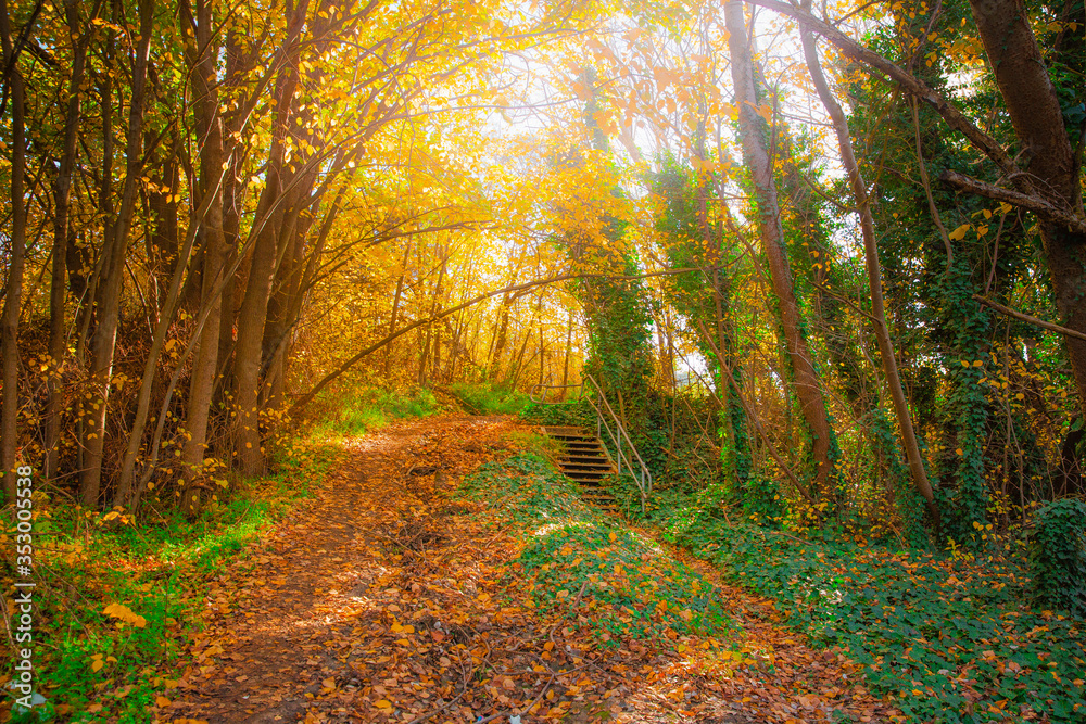 Colourful Autumn Outdoor Nature Landscape Scene
