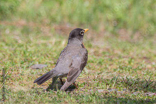 Rear view of plumage of an American Robin 